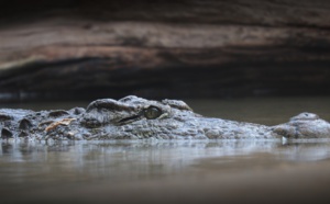 Les miraculés de la rivière aux crocodiles