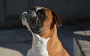 Maltraitance animale: les chiots et leur mère enfermés et privés de nourriture