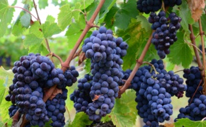 Intoxiqués en produisant du vin : quatre décès dans une même famille