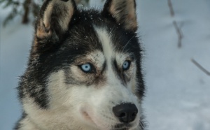 Un husky tue un bébé dans le cadre d'un entrainement