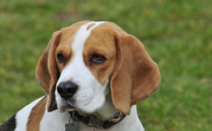 Un policier écope d'un an de prison ferme pour avoir abattu un chien 