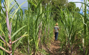 Schéma régional biomasse de La Réunion