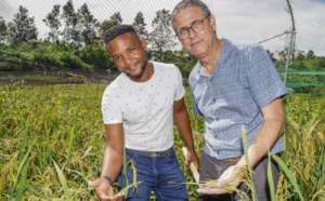 Culture du riz à La Réunion
