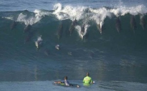 Blessé dans une collision avec un dauphin!