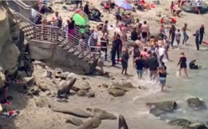Deux otaries sèment une pagaille monstre sur une plage en Californie