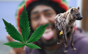 Une campagne présidentielle basée sur la marijuana et les testicules de hyène