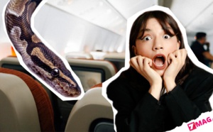 Horreur à bord: une tête de serpent dans son plateau repas