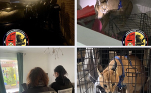 Un caracal détenu illégalement découvert lors d’une perquisition