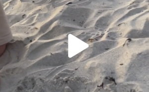 Demande en mariage à la plage: ils perdent la bague dans le sable