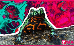 Crapauds hallucinogènes : attention danger !