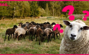 Phénomène mystérieux : un troupeau de moutons tourne en rond depuis 20 jours