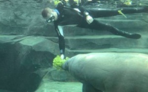 Mort de Barry le lamantin...