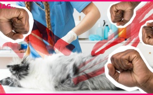 25 personnes torturent à mort une chienne qui attendait des petits