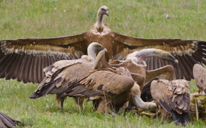 Les vautours rôdent...