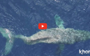 Le dernier voyage d’une baleine avec la colonne vertébrale brisée