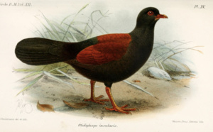 Découverte exceptionnelle : le pigeon-faisan à nuque noire filmé par des scientifiques