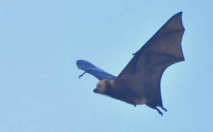 Un frère et une soeur perdent la vie après une morsure de chauve-souris