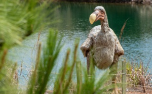 Des scientifiques américains veulent ressusciter le dodo