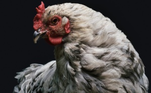 Un éleveur Irlandais saigné à mort par une poule