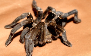 Une sexagénaire arrive aux urgences avec une mygale dans l'oreille