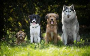 Trois chiens meurent empoisonnés au championnat de France Canicross