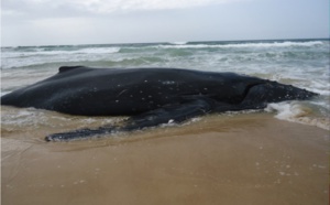Une baleine échouée risque d'exploser!