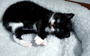 Le martyre d'une petite chatte! <br>Ignoble!