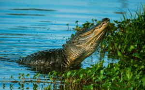 Le cadavre d'un garçon de 2 ans, assassiné, retrouvé dans la gueule d'un alligator 