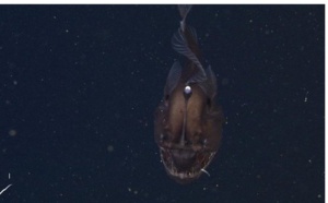 Un poisson de cauchemar!