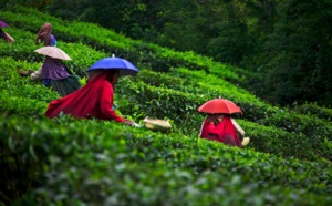 Zone Australe sur Antenne Réunion <br>Inde du Sud: Région du Kerala