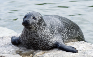 Un phoque perdu à 30 kms de la plage...