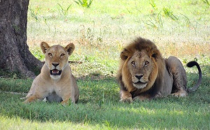 Propriétaire d'un zoo privé, il est dévoré par ses lions