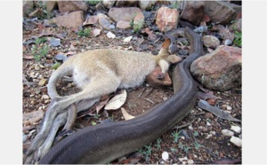 Un python gobe un wallaby!