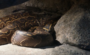 Gagner 10 000 $ en chassant des pythons birmans ?