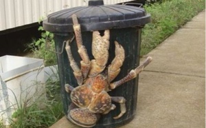 Un crabe de 2 kilos en balade