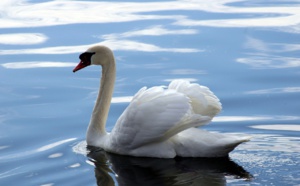 Poursuivis pour avoir mangé le cygne de la ville