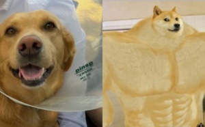 Marley, le labrador héroïque, sauve une fillette de l'attaque d'un pitbull dans l'Essonne