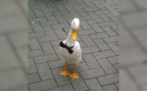 Un canard entre dans un bar, boit une pinte, se bat contre un chien et perd tout en gardant son noeud papillon