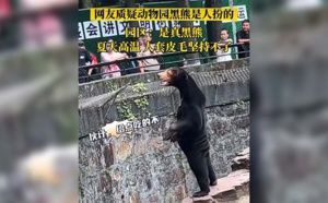 Un zoo chinois accusé d'exhiber un humain déguisé en ours