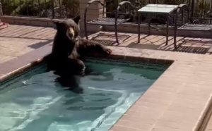 Pour échapper à la canicule, un ours trouve refuge dans un jacuzzi