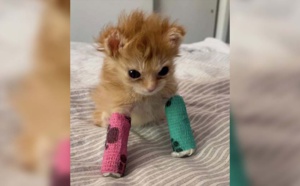 Décès de Tater Tot : le chaton handicapé devenu une star des réseaux sociaux