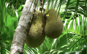 Le Jacque, un délice méconnu de La Réunion