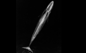 La plus grande baleine du monde échouée au Chili