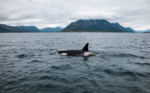 Des mesures pour contrer les attaques d'orques sur les bateaux