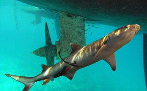 Une attaque de requin tigre sur une plage de New York