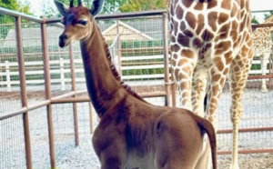 L'incroyable bébé girafe né sans aucune taches