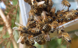 Une femme tuée et plusieurs blessés suite à une attaque d'abeilles tueuses en Guyane