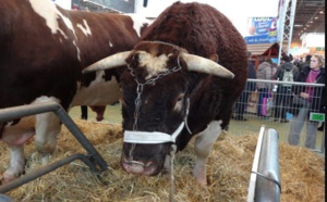 Fêtard le taureau, the star du salon de l'Agriculture
