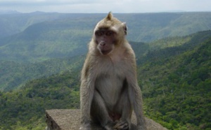 Maurice : 8.892 singes exportés pour la recherche biomédicale en 2014