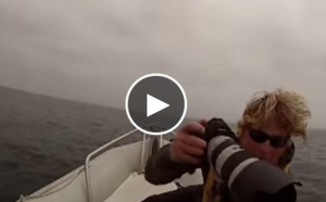 Encerclés par des baleines affamées!